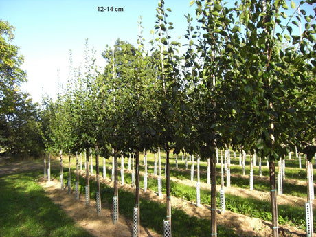 Prunus dom.'Wangenhm. Frühzwetsche'    CAC Zwetsche 'Wangenheimer Frühzwetsche'