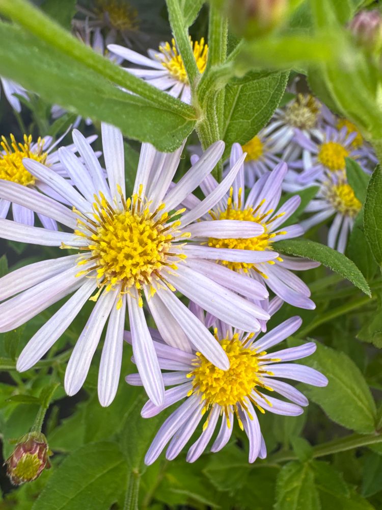 Aster ageratoides 'Asran' Wild-Aster