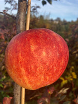 Malus 'Elstar'                         CAC Apfel 'Elstar'                      mittel