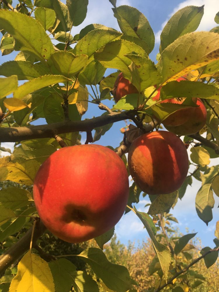 Malus 'Kaiser Wilhelm'                 CAC Apfel 'Kaiser Wilhelm'                spät