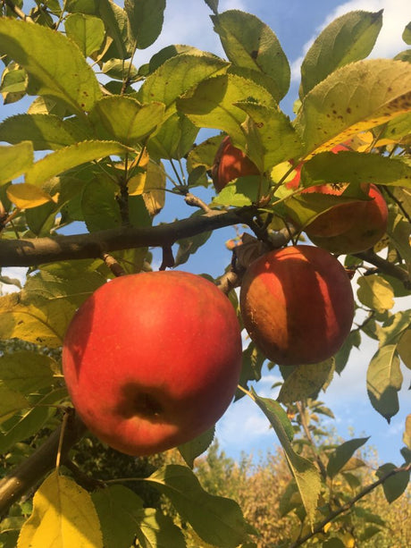 Malus 'Kaiser Wilhelm'                 CAC Apfel 'Kaiser Wilhelm'                spät