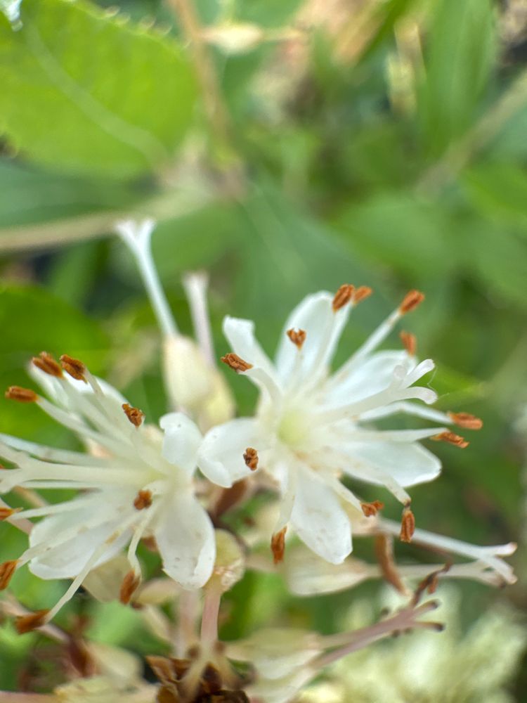 Clethra alnifolia 'Hummingbird' Silberkerzenstrauch 'Hummingbird'