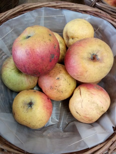 Malus 'Goldrenette Fr.v.Berlepsch'     CAC Apfel 'Goldrenette Fr.v.Berlepsch'  mittel
