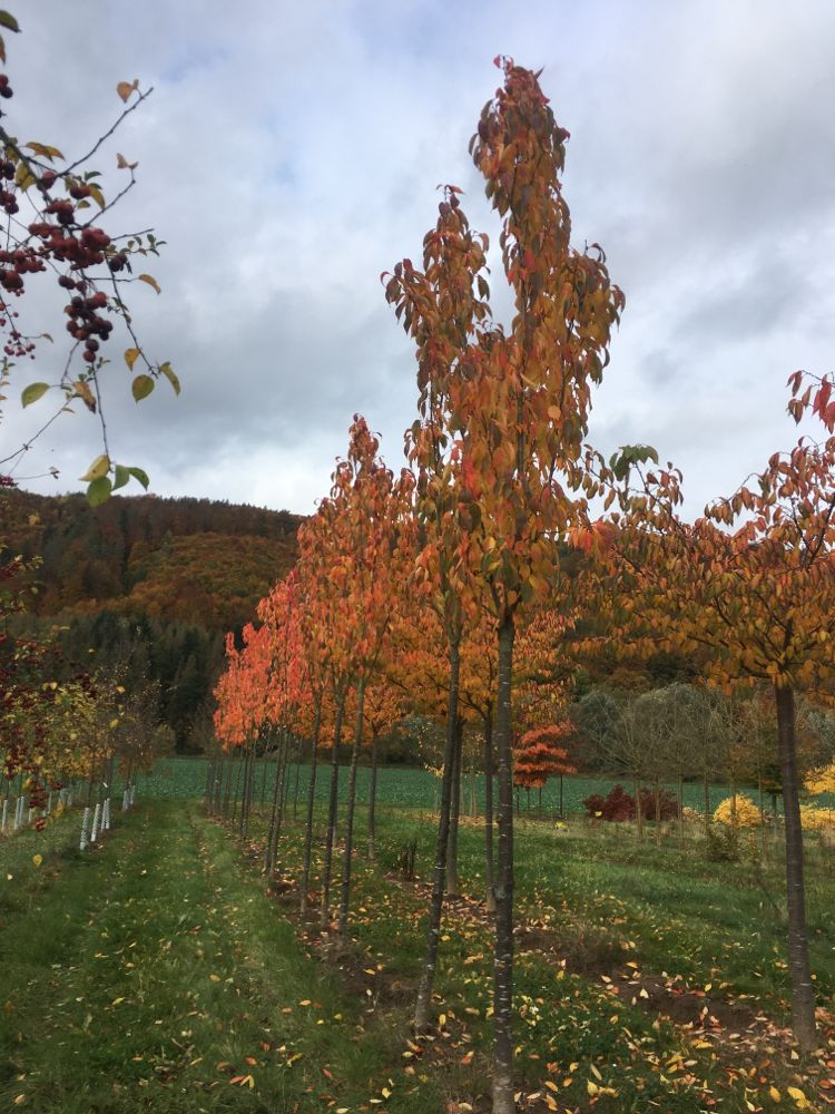Prunus serrulata 'Amanogawa' Japan.Säulenkirsche