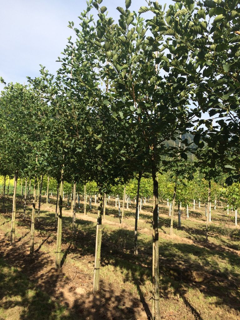 Alnus glutinosa Roterle