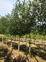 Alnus glutinosa Roterle