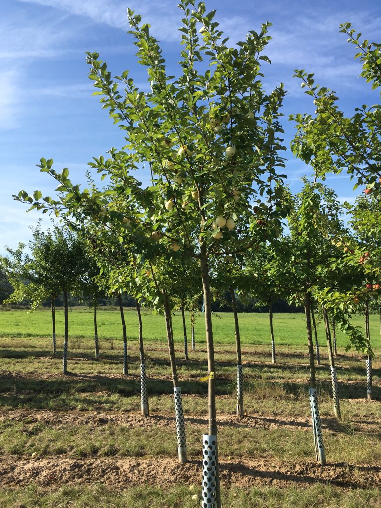 Malus 'Weißer Klarapfel'               CAC Apfel 'Weißer Klarapfel'              früh