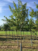 Malus 'Weißer Klarapfel'               CAC Apfel 'Weißer Klarapfel'              früh