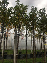 Malus 'Karneval'  -S-                  CAC Apfel 'Karneval'  -S-