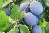 Prunus dom.'Tophit'  -S-               CAC Zwetsche 'Tophit'  -S-