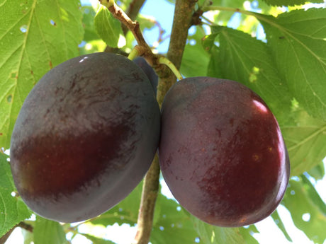 Prunus dom.'Hanita'  -S-               CAC Zwetsche 'Hanita'  -S-              mittel