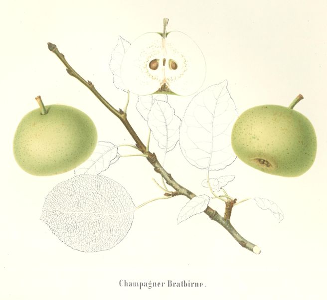 Pyrus com.'Champagner Bratbirne'       CAC Birne 'Champagner Bratbirne'        mittel