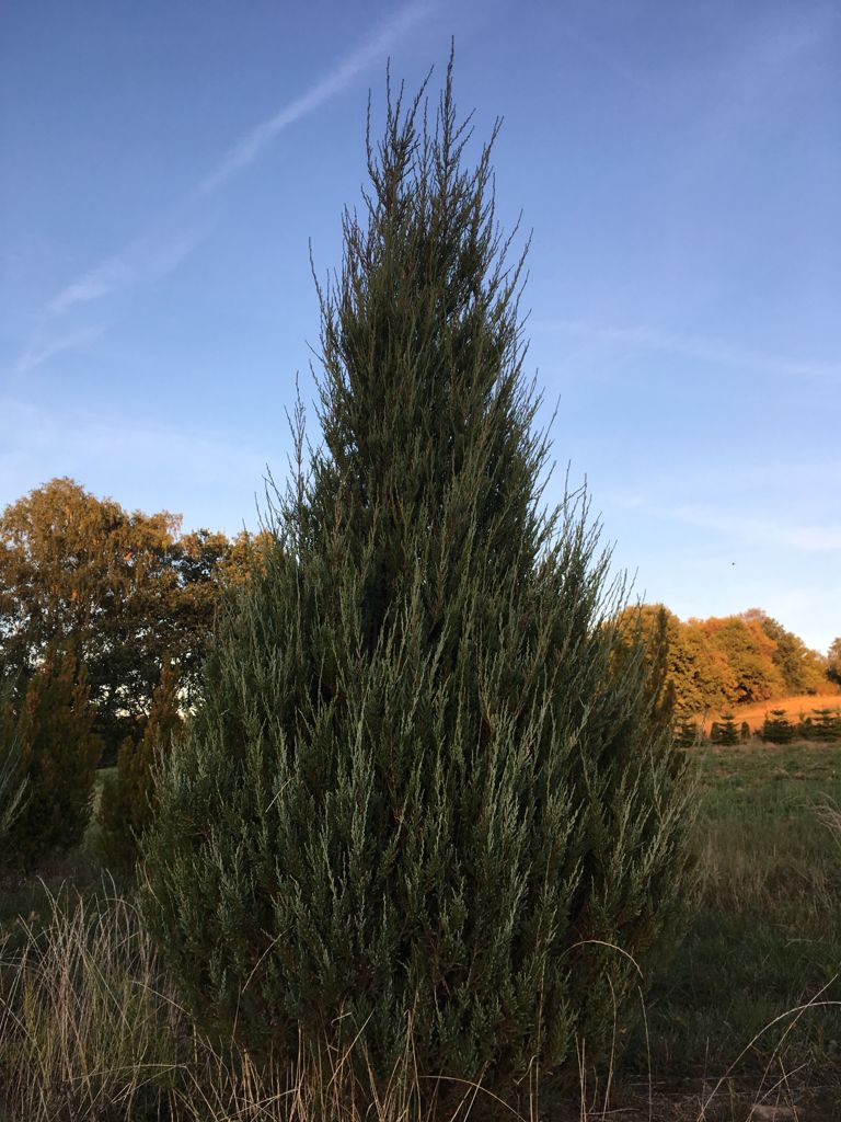 Juniperus scopulorum 'Blue Arrow' Wacholder 'Blue Arrow'