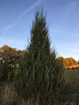 Juniperus scopulorum 'Blue Arrow' Wacholder 'Blue Arrow'