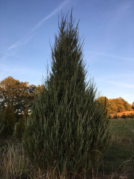 Juniperus scopulorum 'Blue Arrow' Wacholder 'Blue Arrow'