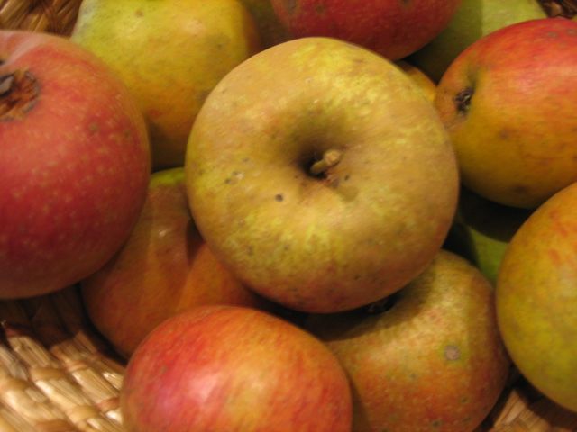 Malus 'Kasseler Renette'               CAC Apfel 'Kasseler Renette'              spät