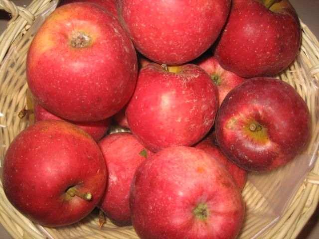 Malus 'Florina'                        CAC Apfel 'Florina'