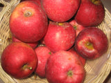 Malus 'Florina'                        CAC Apfel 'Florina'