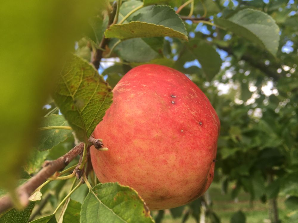 Malus 'James Grieve'                   CAC Apfel 'James Grieve'                mittel