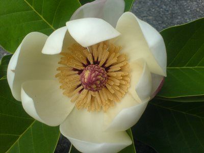 Magnolia sieboldii Sommermagnolie