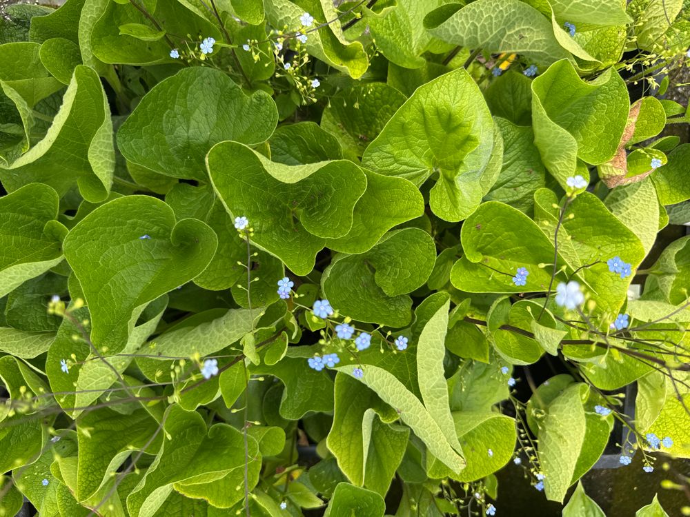 Brunnera macrophylla Kaukasusvergissmeinnicht