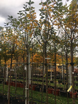 Malus 'Geheimrat Dr. Oldenburg'        CAC Apfel 'Geheimrat Dr.Oldenburg'      mittel