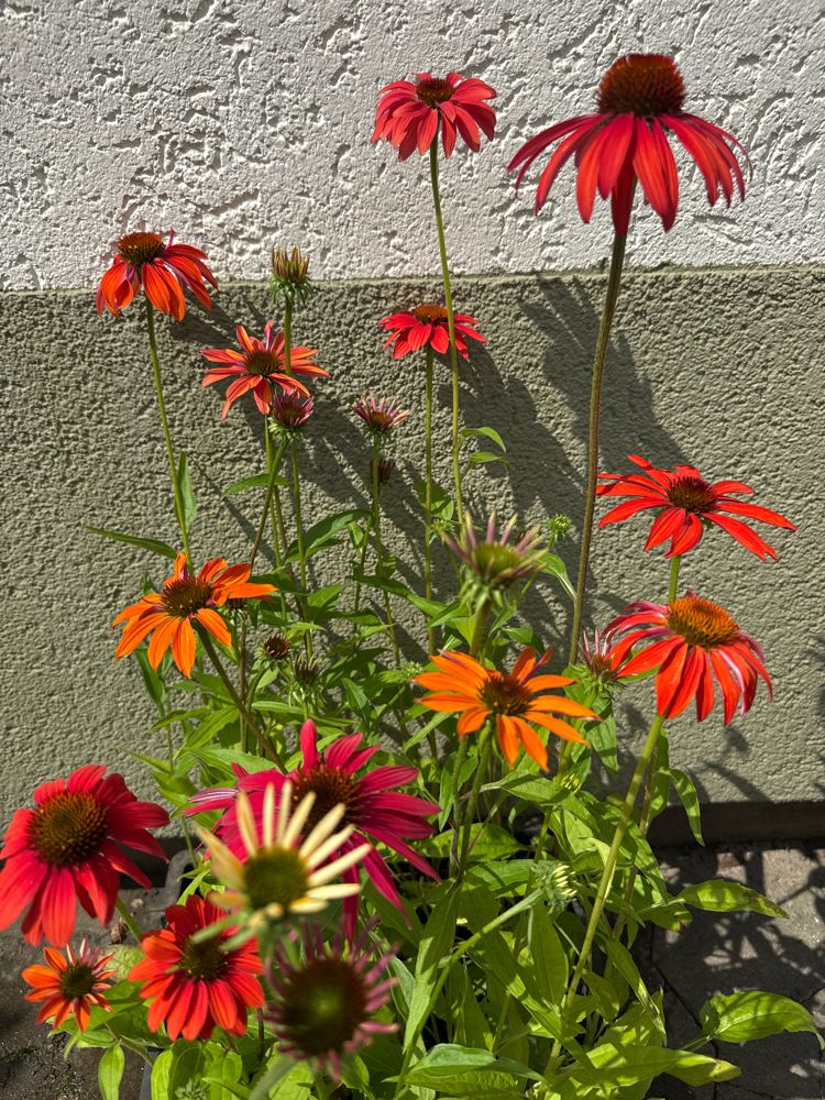 Echinacea purpurea 'Cheyenne Spirit' Scheinsonnenhut