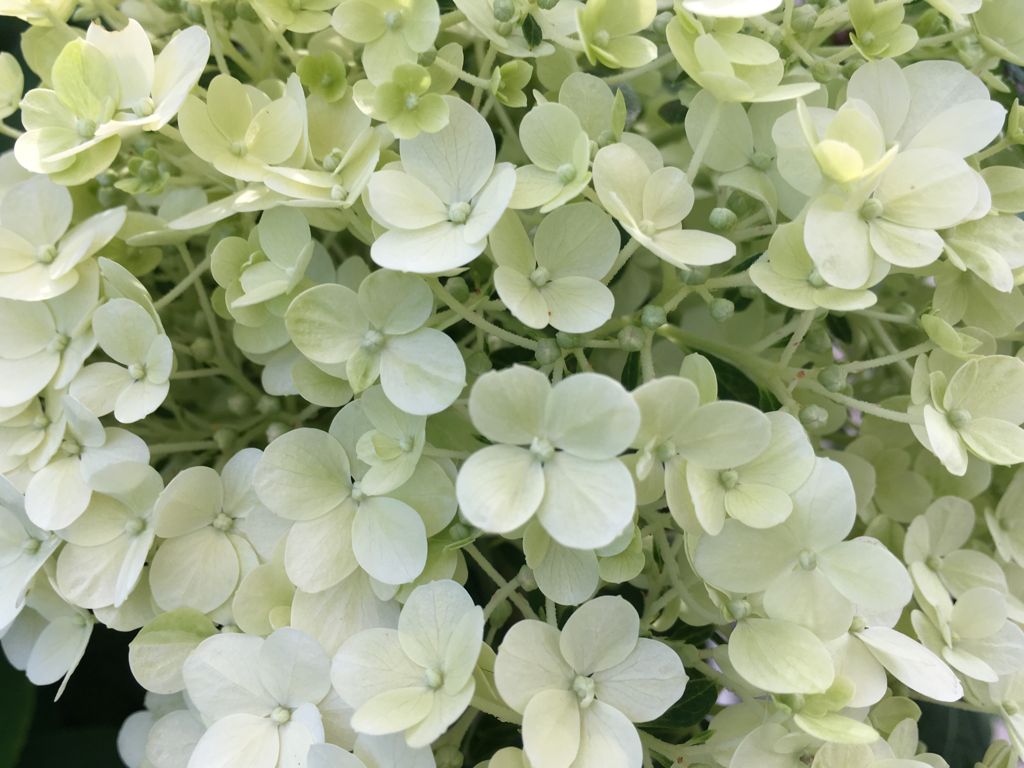 Hydrangea panic. 'Bobo'  -R- Rispenhortensie 'Bobo'  -R-