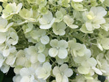 Hydrangea panic. 'Bobo'  -R- Rispenhortensie 'Bobo'  -R-