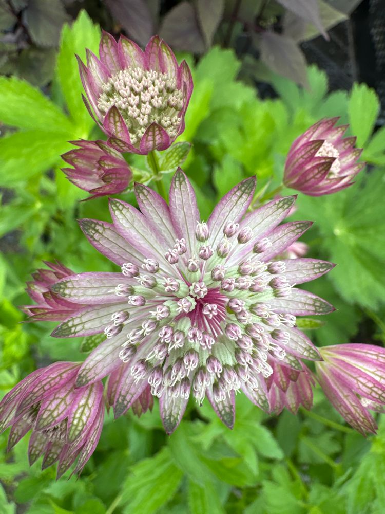 Astrantia major 'Rosensinfonie' Große Sterndolde