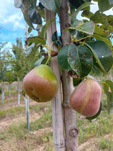 Pyrus com.'Dekora'                     CAC Säulenbirne 'Dekora'