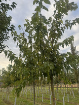 Morus alba 'Fruitless' Weißer Maulbeerbaum 'Fruitless'