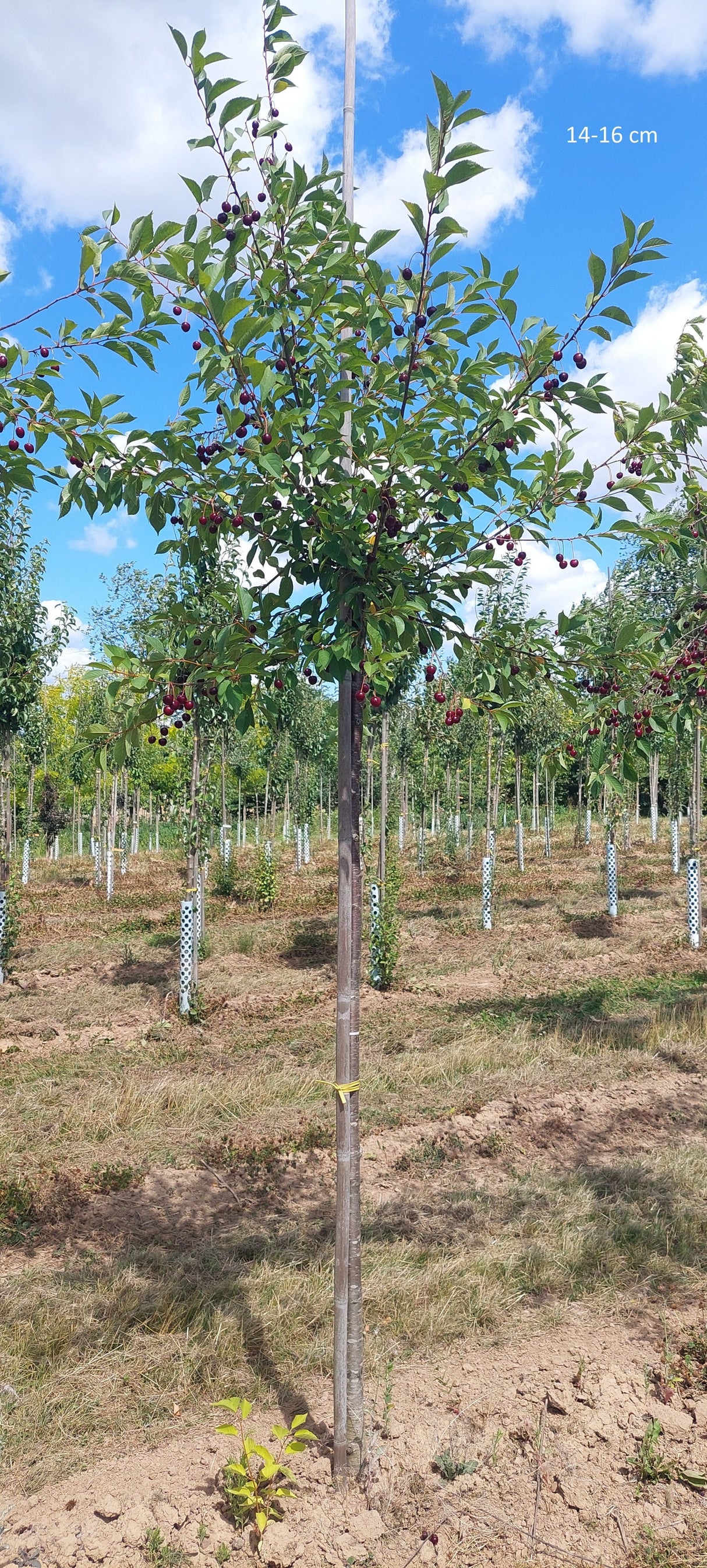 Prunus cer.'Heimanns Rubinweichs.'     CAC Sauerkirsche 'Heimanns Rubinweichsel'