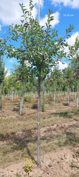 Prunus cer.'Heimanns Rubinweichs.'     CAC Sauerkirsche 'Heimanns Rubinweichsel'