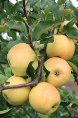 Malus 'Sirius'  -S-                    CAC Apfel 'Sirius'  -S-