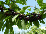 Prunus av.'Narana'  -S-                CAC Süßkirsche 'Narana'  -S-