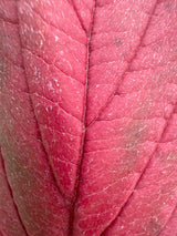 Cornus alba 'Nightfall'  -R- Pazifischer Hartriegel 'Nightfall'  -R-
