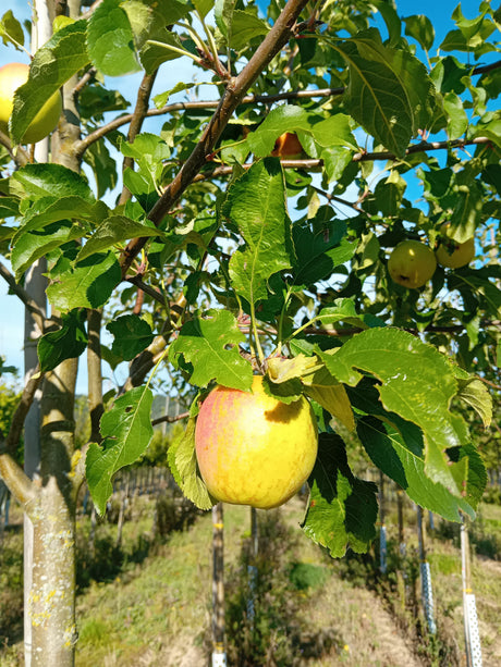 Malus 'Resista'  -S-                   CAC Apfel 'Resista'  -S-