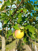 Malus 'Resista'  -S-                   CAC Apfel 'Resista'  -S-
