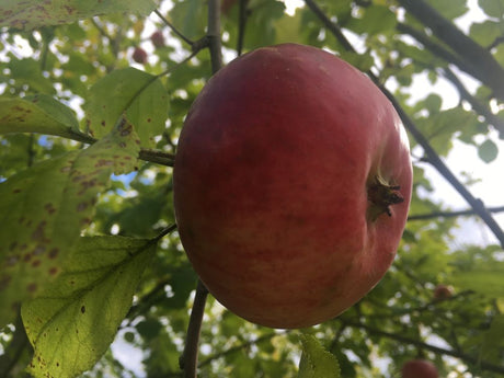 Malus 'Jakob Fischer'                  CAC Apfel 'Jakob Fischer'               mittel