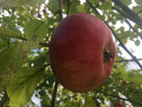 Malus 'Jakob Fischer'                  CAC Apfel 'Jakob Fischer'               mittel