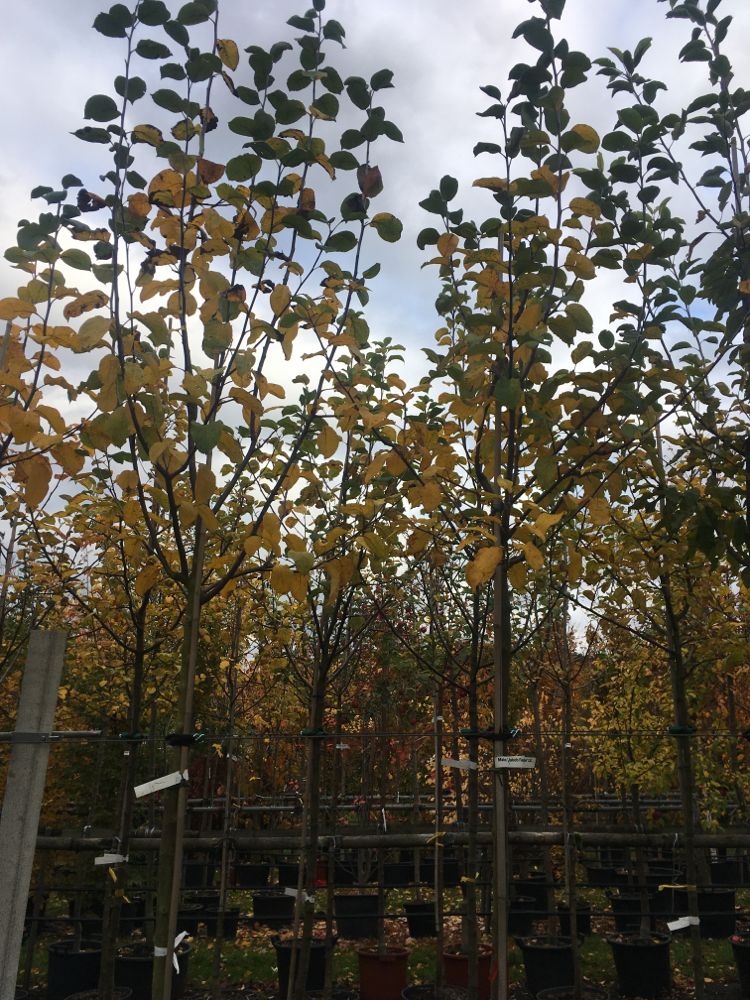 Malus 'Jakob Fischer'                  CAC Apfel 'Jakob Fischer'               mittel