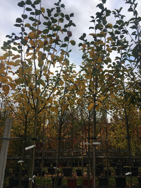 Malus 'Jakob Fischer'                  CAC Apfel 'Jakob Fischer'               mittel