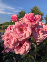 Rosa 'Dornröschenschloss Sababurg'  -R-STR III Strauchrose 'Dornröschenschl.Sababg.'  -R-