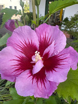 Hibiscus syria. 'Flower Tower Purple'  -R- Garteneibisch 'Flower Tower Purple'  -R-