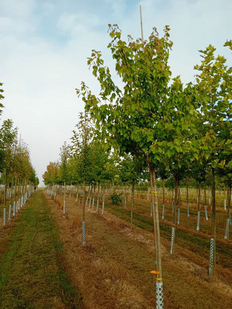 Acer rubrum 'October Glory' Rotahorn 'October Glory'