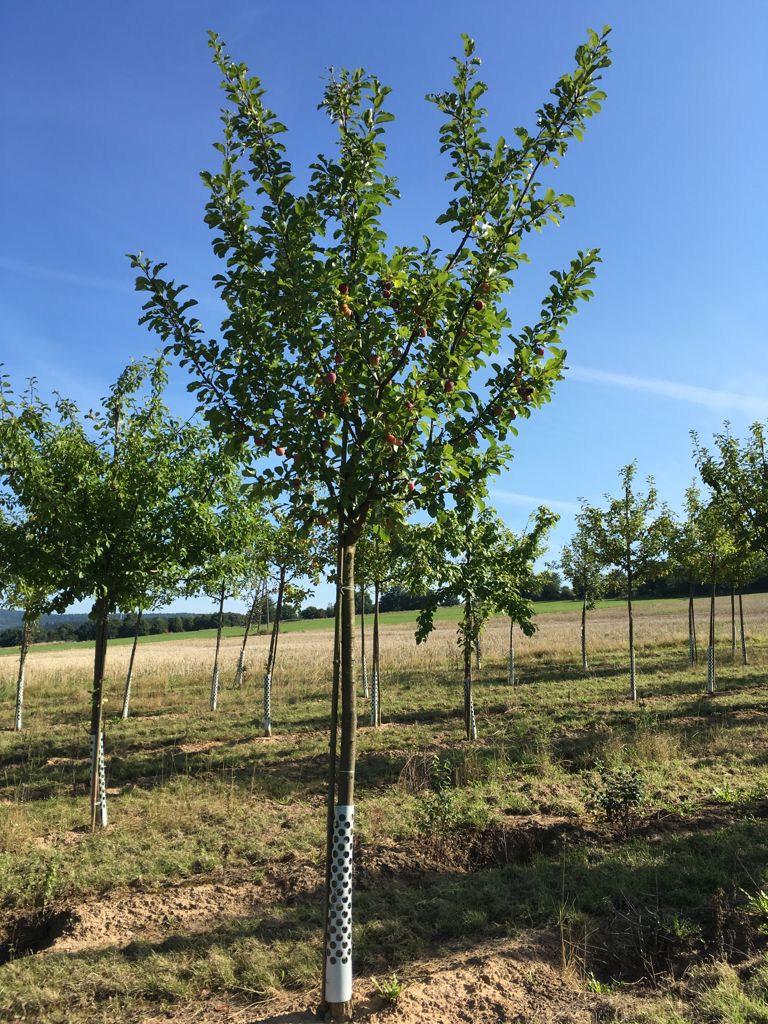 Prunus ital.'Graf Althans Renekl.'     CAC Reneklode 'Graf Althans Reneklode'  mittel