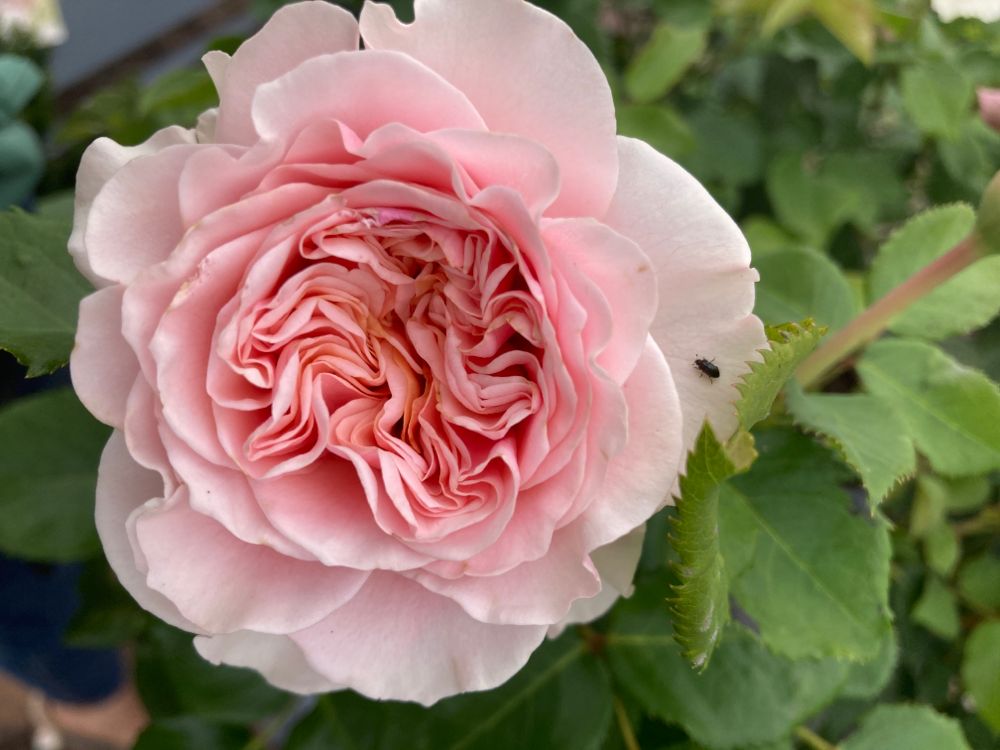 Rosa 'Amorosa'  -R-                     TH V Edelrose 'Amorosa'