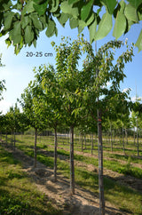 Prunus av.'Van'                        CAC Süßkirsche 'Van'                      5.KW