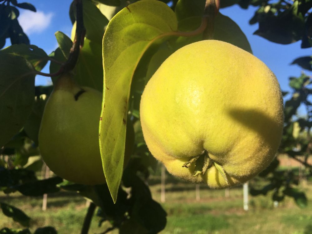 Cydonia 'Vranja'                       CAC Quitte 'Vranja'